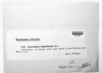Ascochyta leguminum image